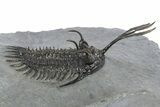 Trident Walliserops Trilobite - Exceptional Preparation #310137-1